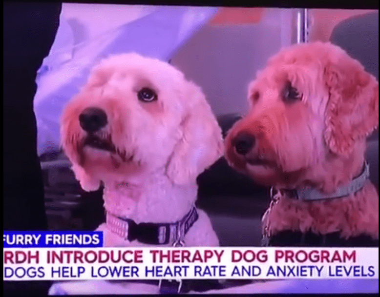 Therapy Dogs Darwin